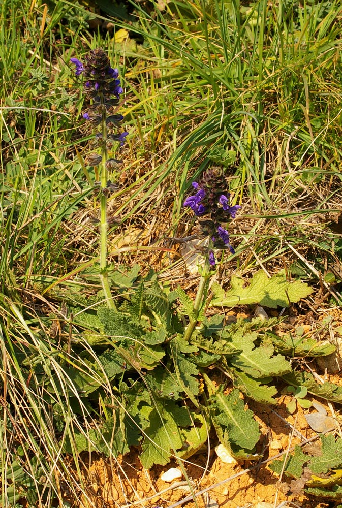 Salvia verbenaca / Savia dei campi
